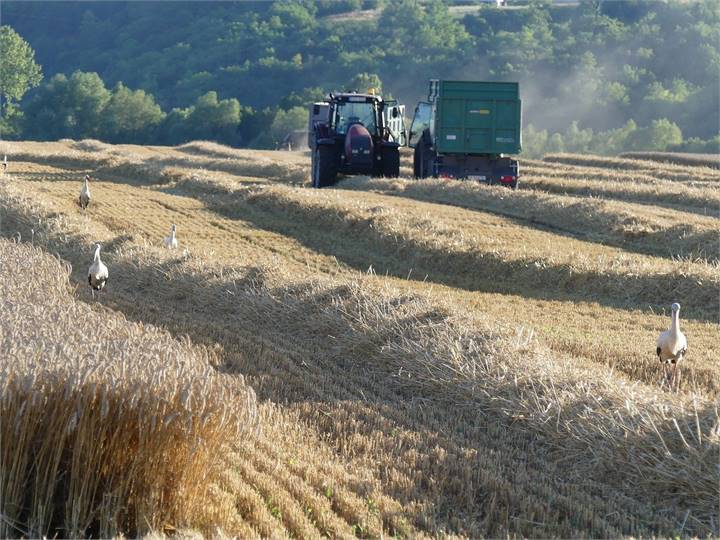 Immagine dell'articolo